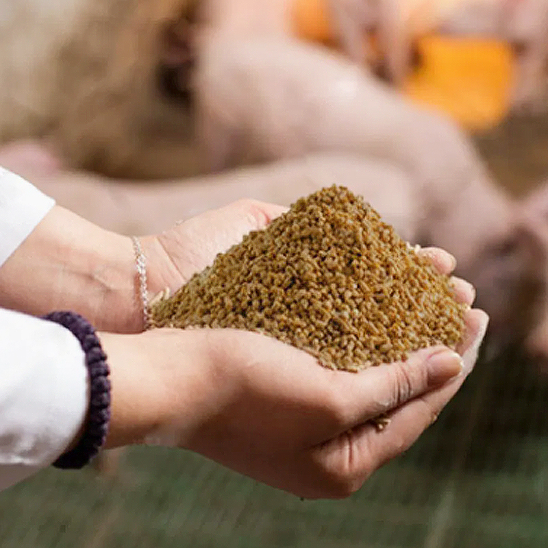 lysine-sulphate-poultry-feed-efficiency